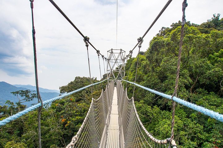 1 day canopy walk adventure in Nyungwe forest national park