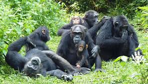 1 day Chimpanzee trekking in Budongo forest