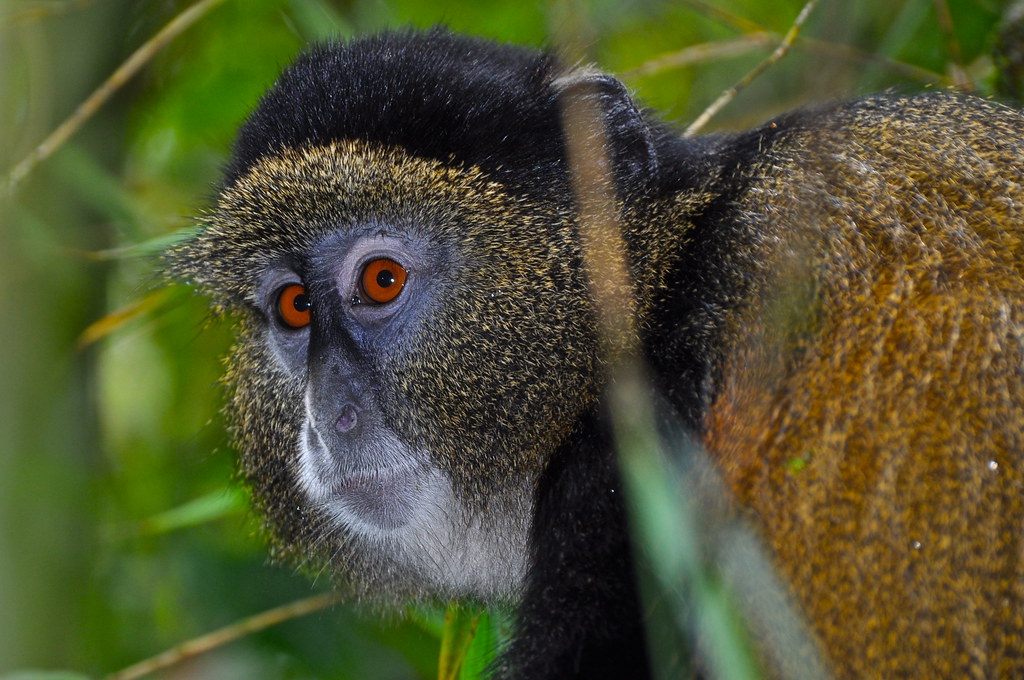 5 DAYS CHEAP RWANDA SAFARI